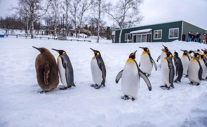 Visit Asahiyama Zoo