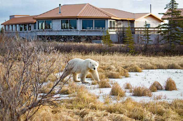 Experience Polar Bears in Churchill, Manitoba