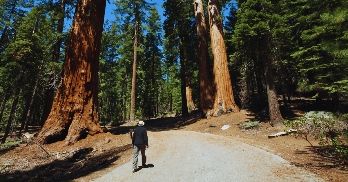 Road Trip Yosemite to Sequoia Mountain Loop