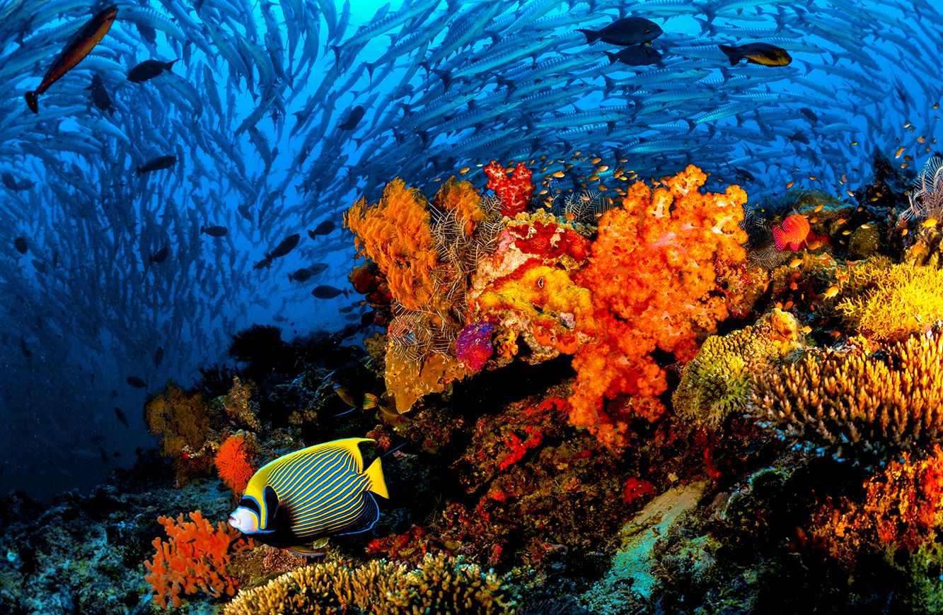 Snorkeling Places in Jamaica