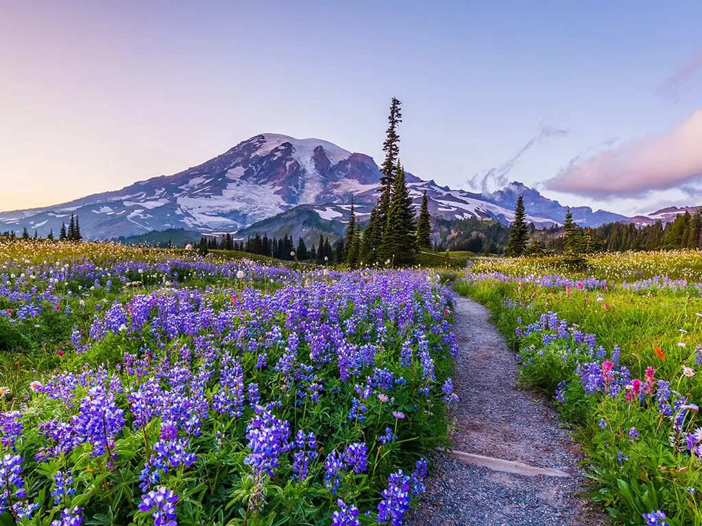 Mount Rainier National Park