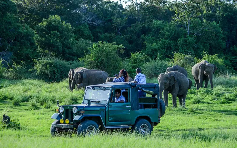Comparative images of safari experiences in Sri Lanka, highlighting Yala and Udawalawe National Parks