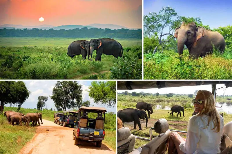Elephants roaming freely in Udawalawe National Park, Sri Lanka, surrounded by lush greenery