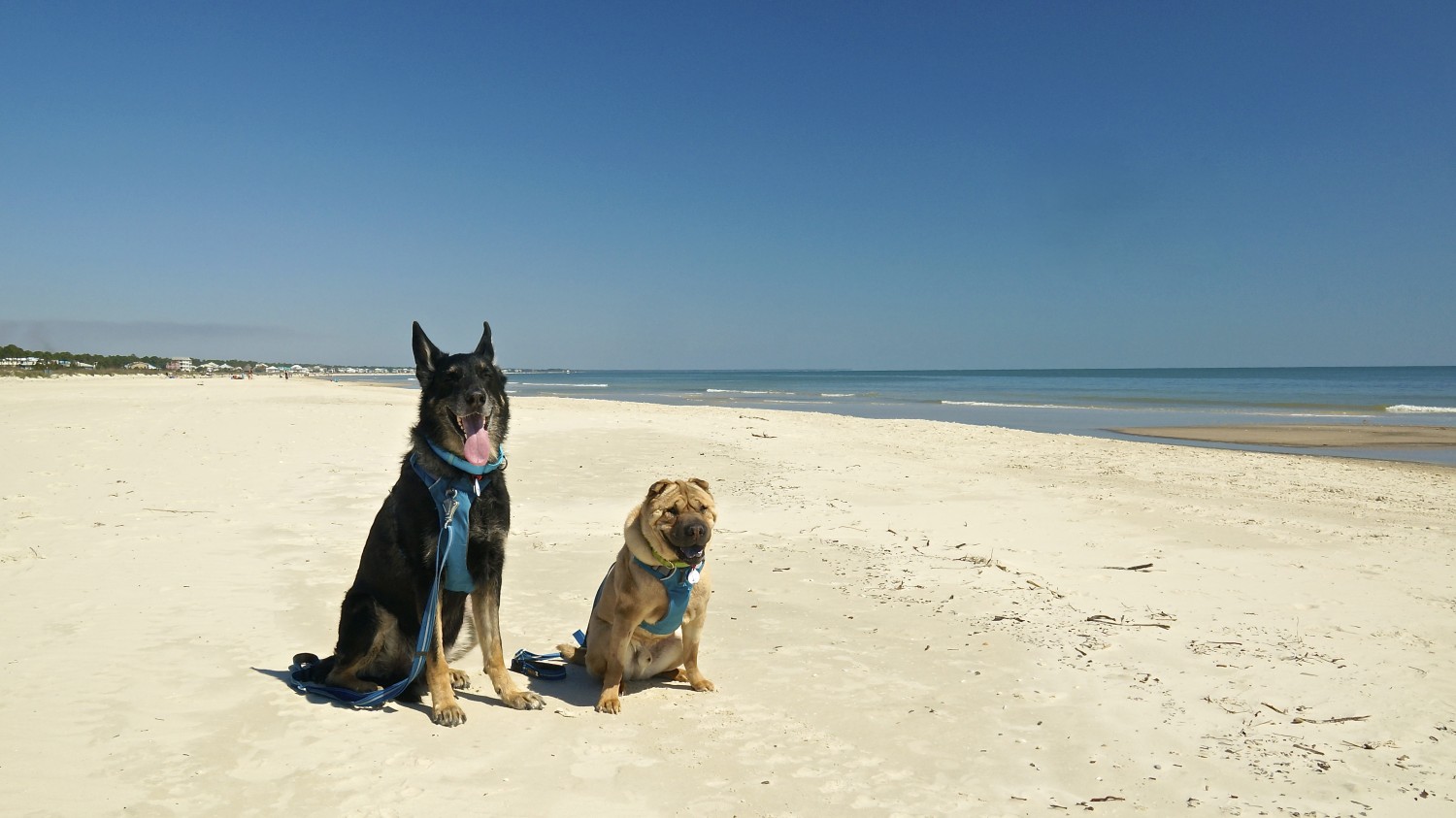 dog friendly beach florida