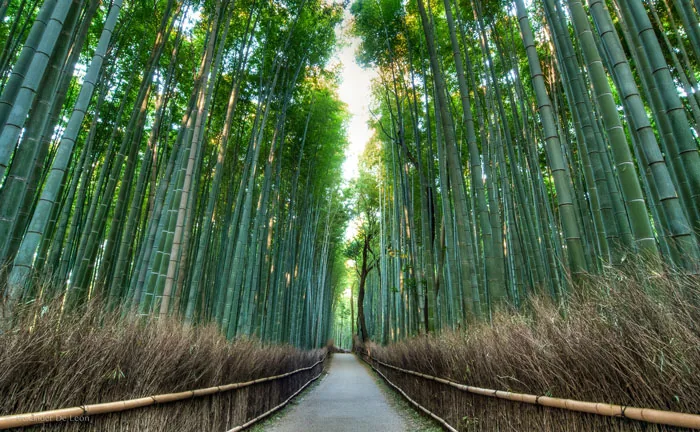 Arashiyama Bamboo Grove