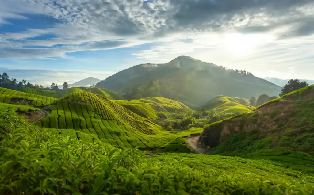 Day 4: Serenity In Cameron Highlands