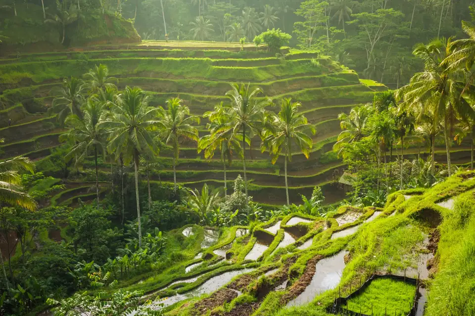 Day 5: Adventure and Nature in Ubud