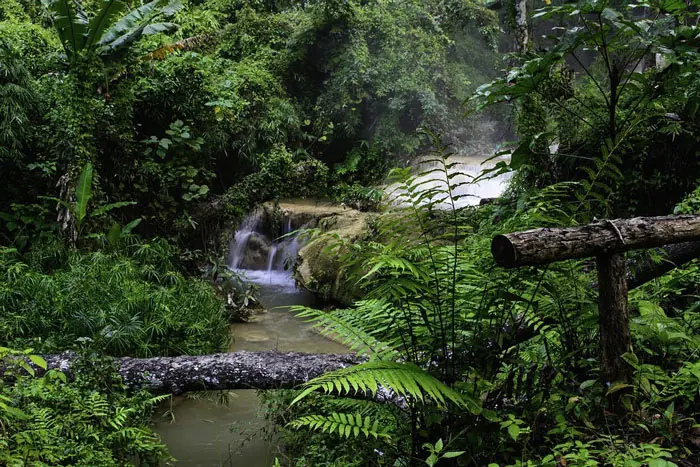 Nature in Ubud
