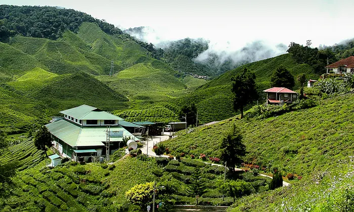 Serenity In Cameron Highlands